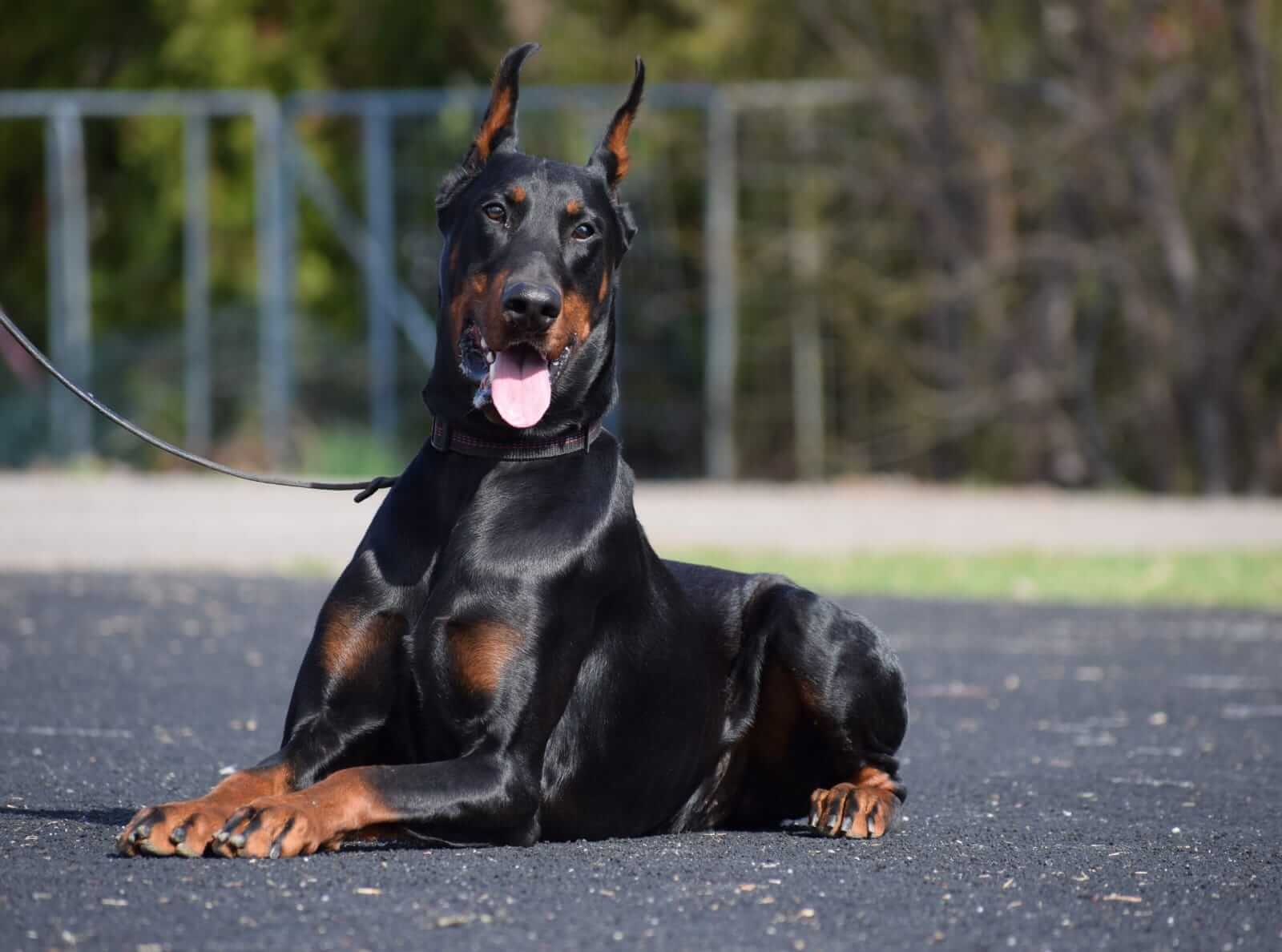 Protection Dogs for Sale Protection Dogs Worldwide