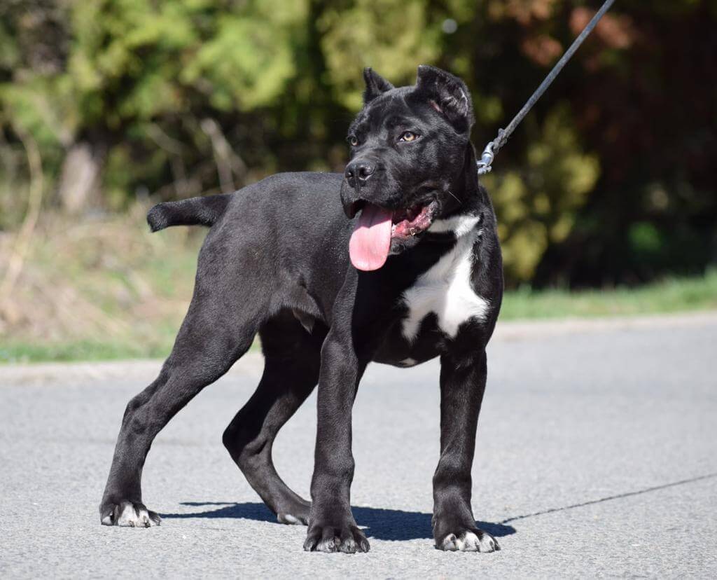 Protection Dogs for Sale Protection Dogs Worldwide