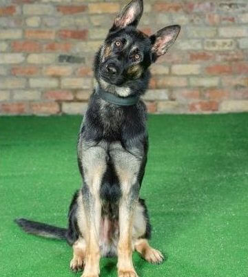 dog