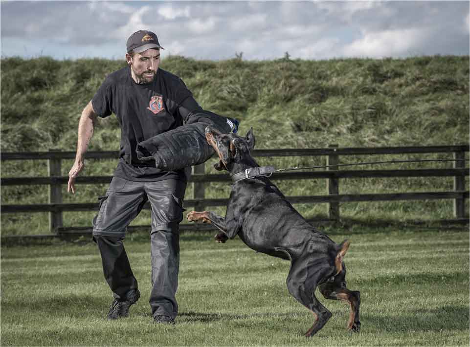 dog guards uk