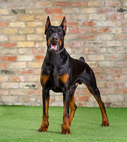 rox dobermans protection dogs testimonials client dog worldwide