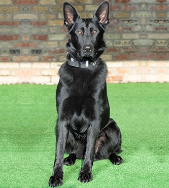 Protection Dogs Personal Family Protection Dogs For Sale Uk
