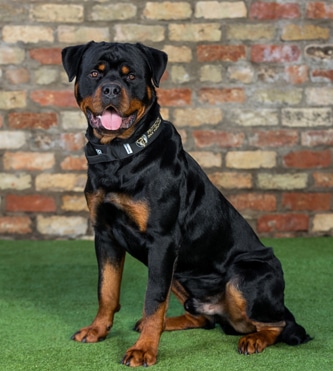 protection dogs worldwide